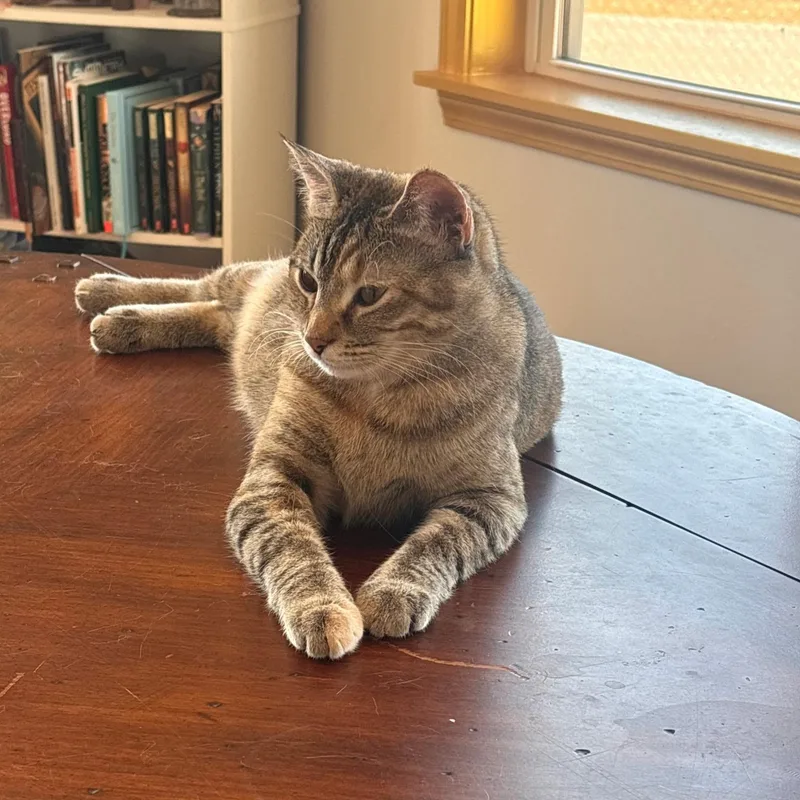 Bella • Sweet Young thumbnail 3