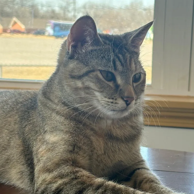 Bella • Sweet Young thumbnail 4