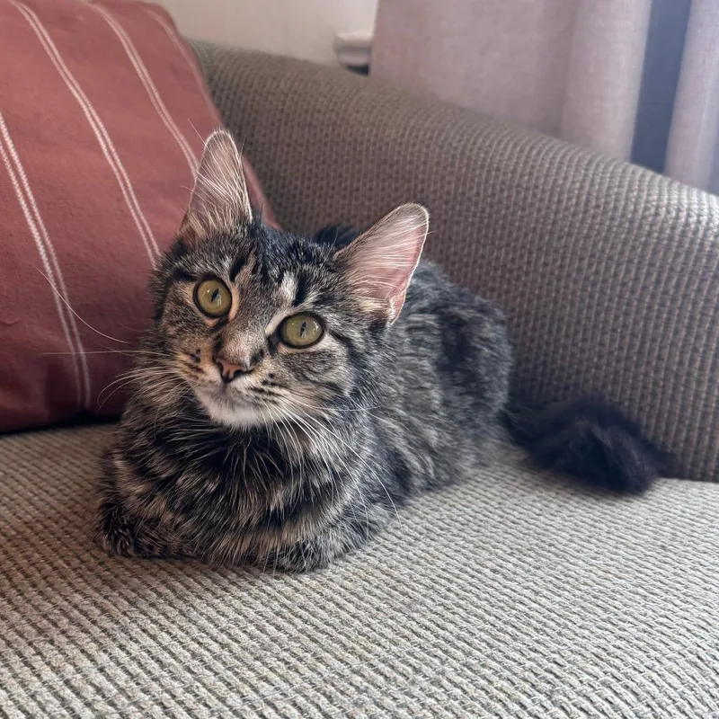A young medium-sized female Tabby (Brown / Chocolate) Domestic Short Hair cat named Froyo for adoption in Evanston, IL