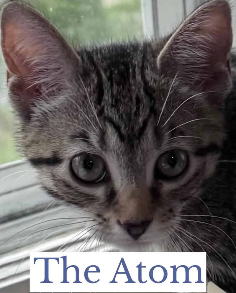The Atom thumbnail 2