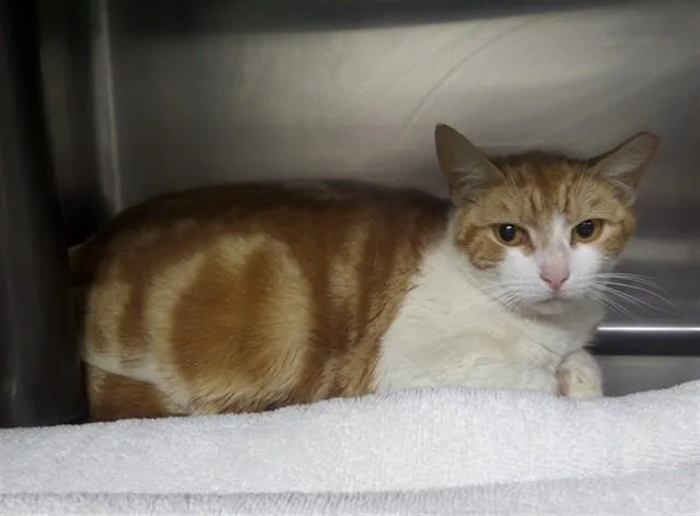 A young small-sized female Domestic Short Hair cat named Valka for adoption in Augusta, GA