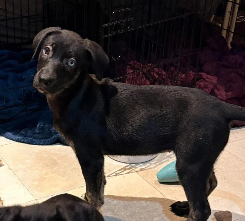 A baby medium-sized female Terrier dog named Logan for adoption in Candler, NC