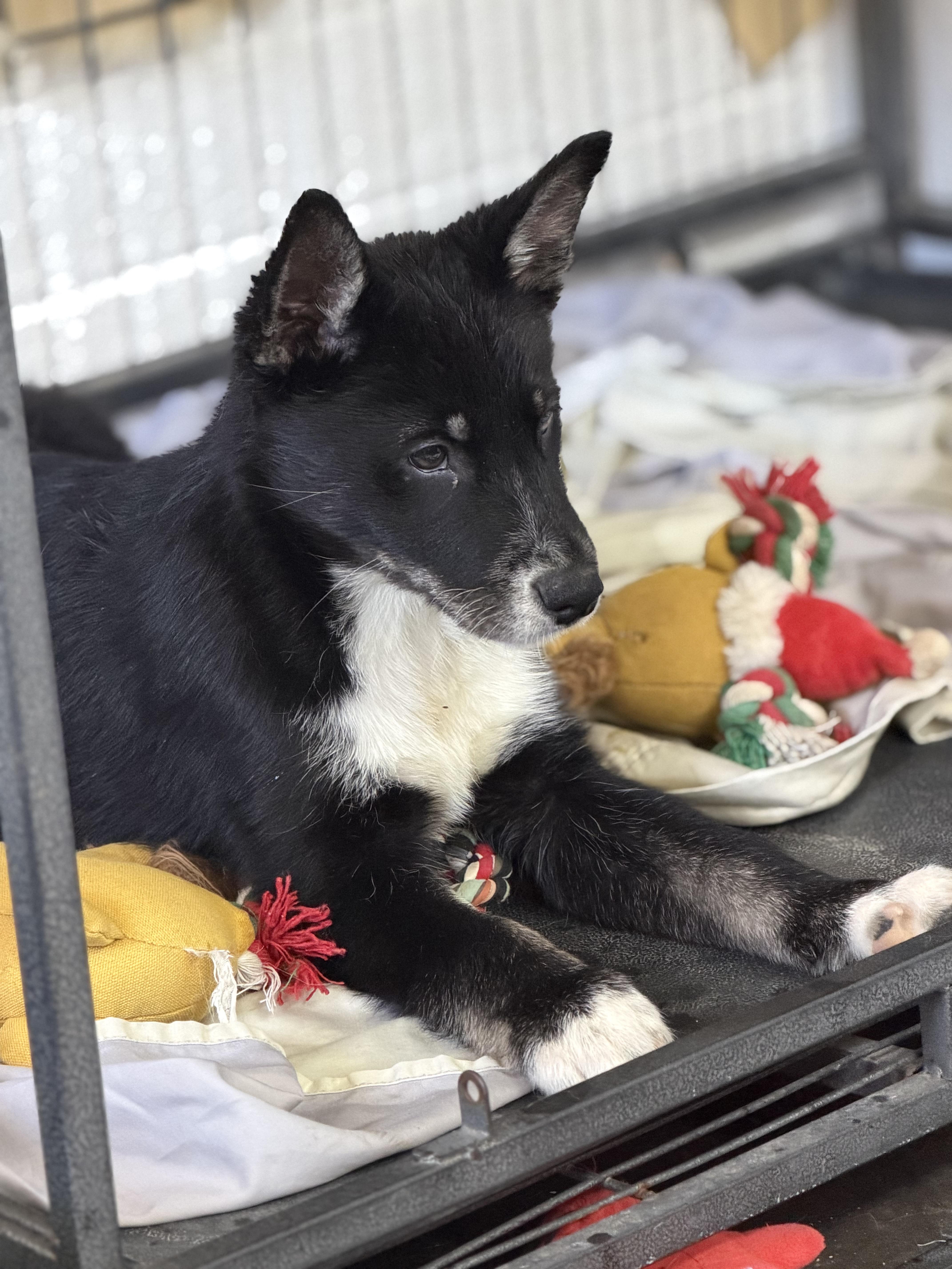A baby medium-sized male Black Husky dog named Cubone for adoption in Globe, AZ