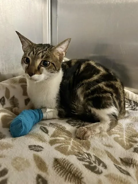 A young medium-sized male Domestic Short Hair cat named Drumstick for adoption in Castaic, CA