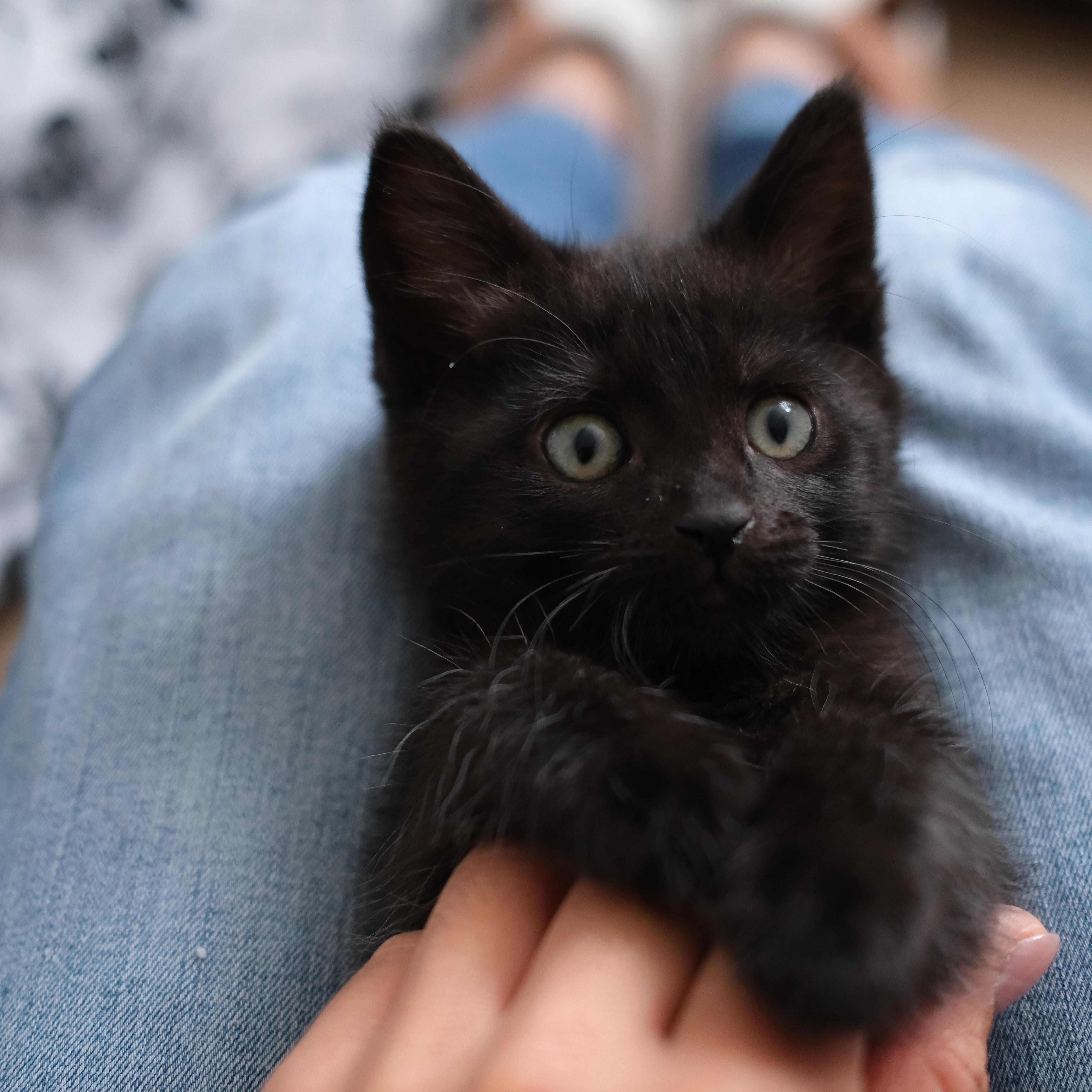 A baby small-sized female Black Domestic Short Hair cat named Olive for adoption in Union City, CA