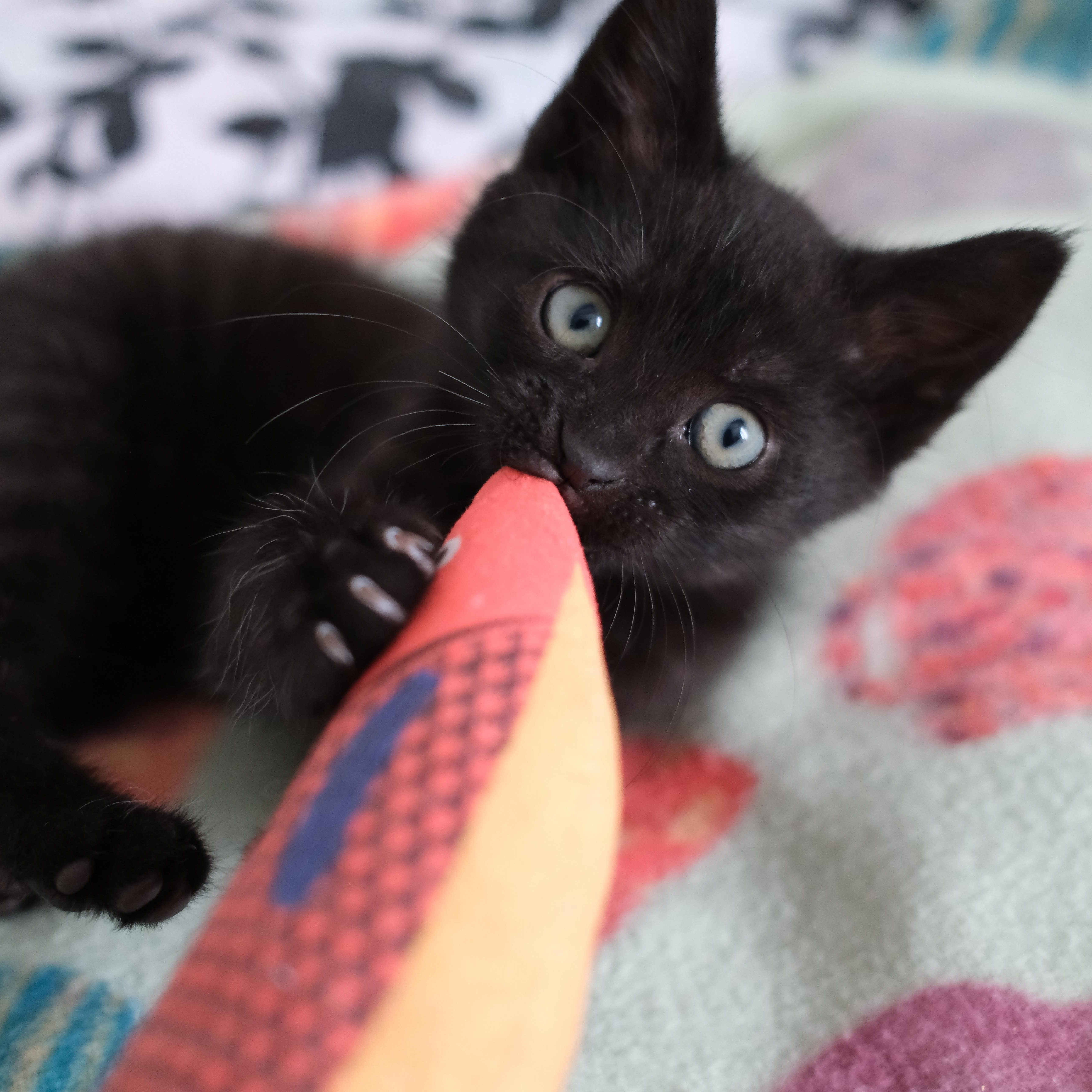Olive thumbnail 3