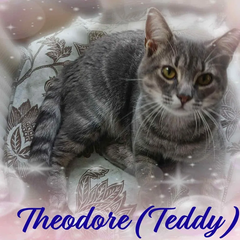 Theodore