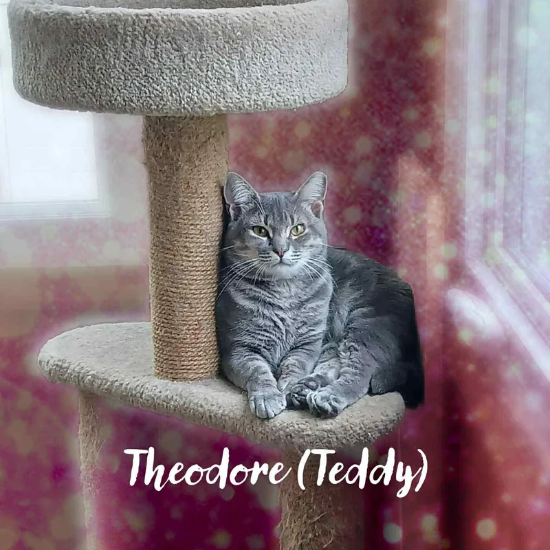 Theodore thumbnail 3