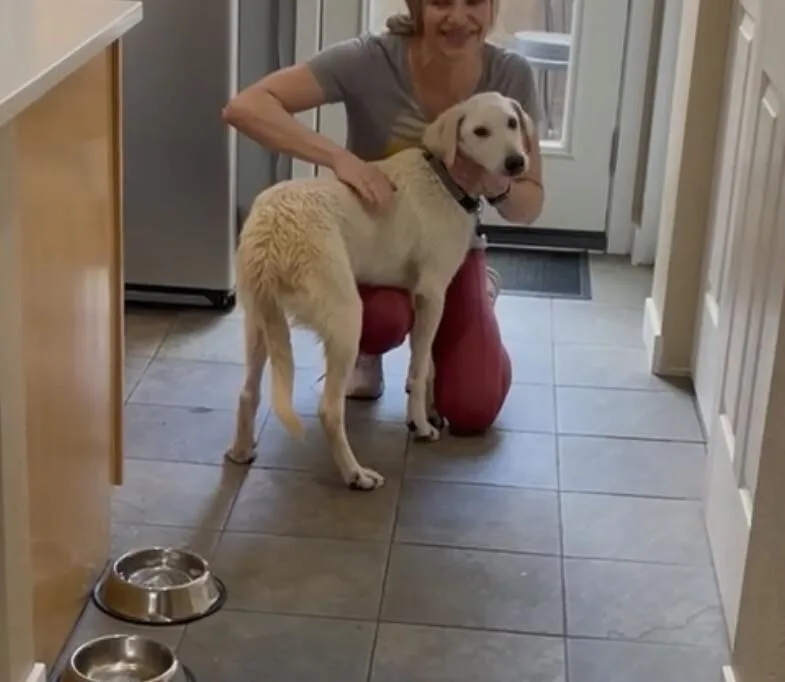 A baby medium-sized male Yellow / Tan / Blond / Fawn Yellow Labrador Retriever dog named Wally for adoption in Boulder, CO