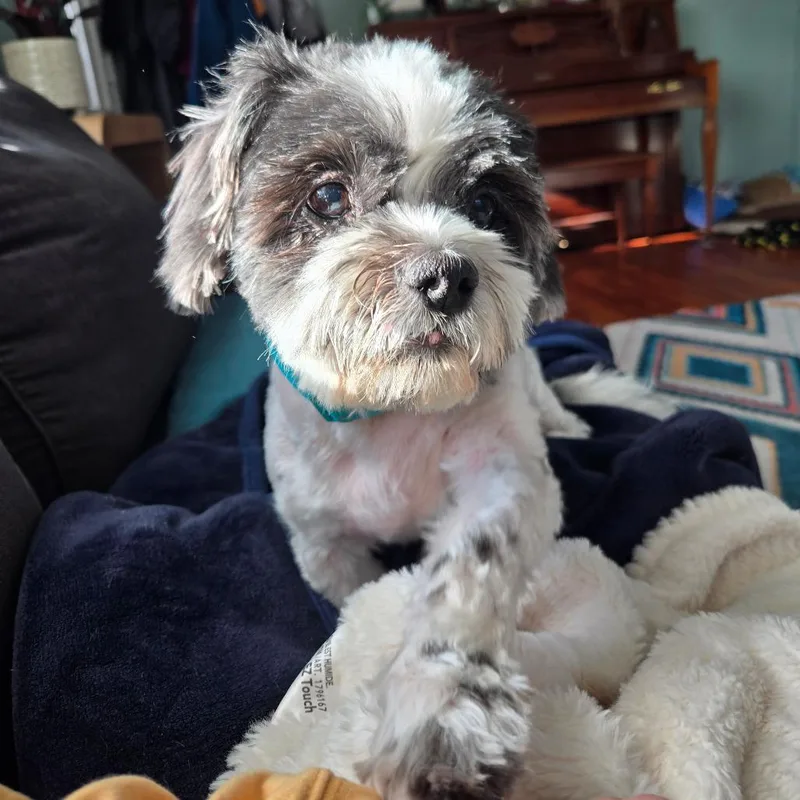 Wuggsley thumbnail 2