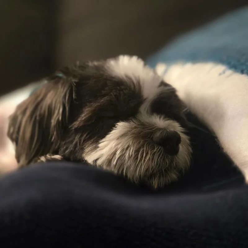 Wuggsley thumbnail 5