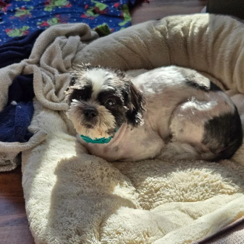 Wuggsley thumbnail 6