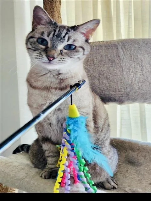 A senior medium-sized female Siamese cat named Hannah for adoption in Derwood, MD