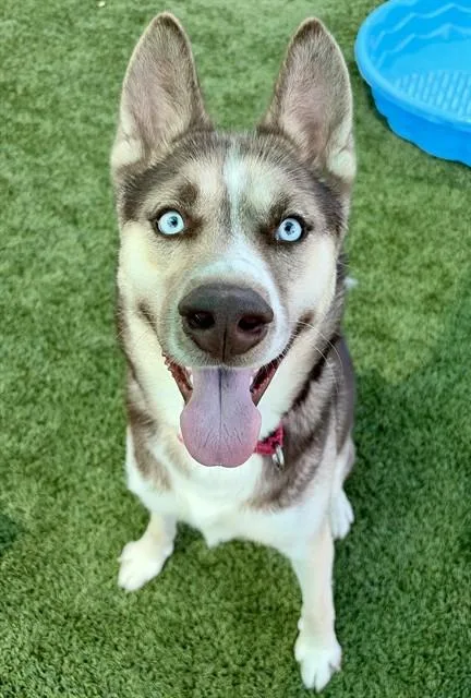 An adult medium-sized male Siberian Husky dog named Kodiak for adoption in Statesville, NC