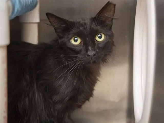 A young medium-sized male Domestic Short Hair cat named Colton for adoption in Phoenix, AZ