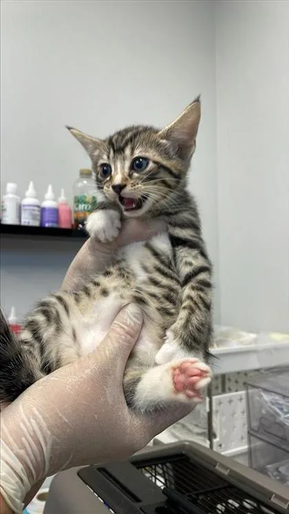 A baby small-sized male Domestic Short Hair cat named Bean Burrito for adoption in West Chester, PA