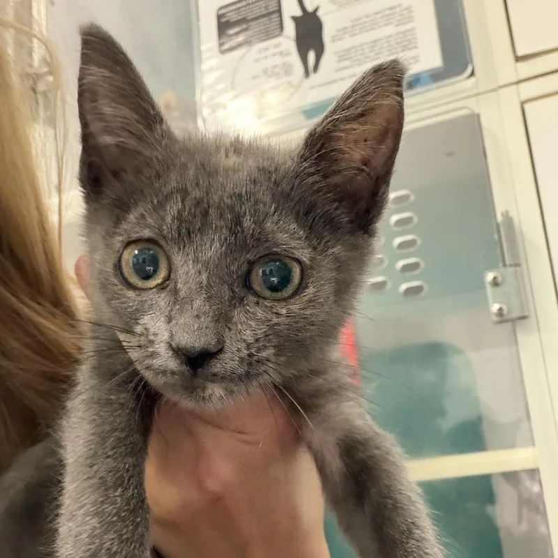 A young small-sized female Domestic Short Hair cat named Rory for adoption in Lake Jackson, TX