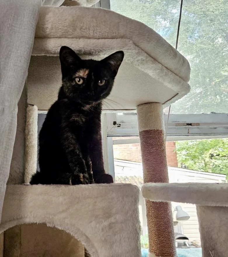 A baby medium-sized female Domestic Short Hair cat named Chai Latte for adoption in Nutley, NJ