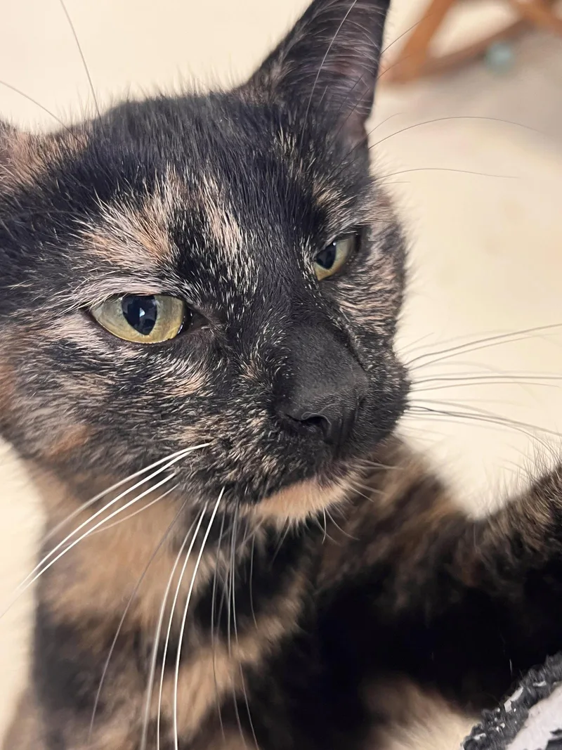 An adult medium-sized female Domestic Short Hair cat named Rainbow for adoption in Webster, WI