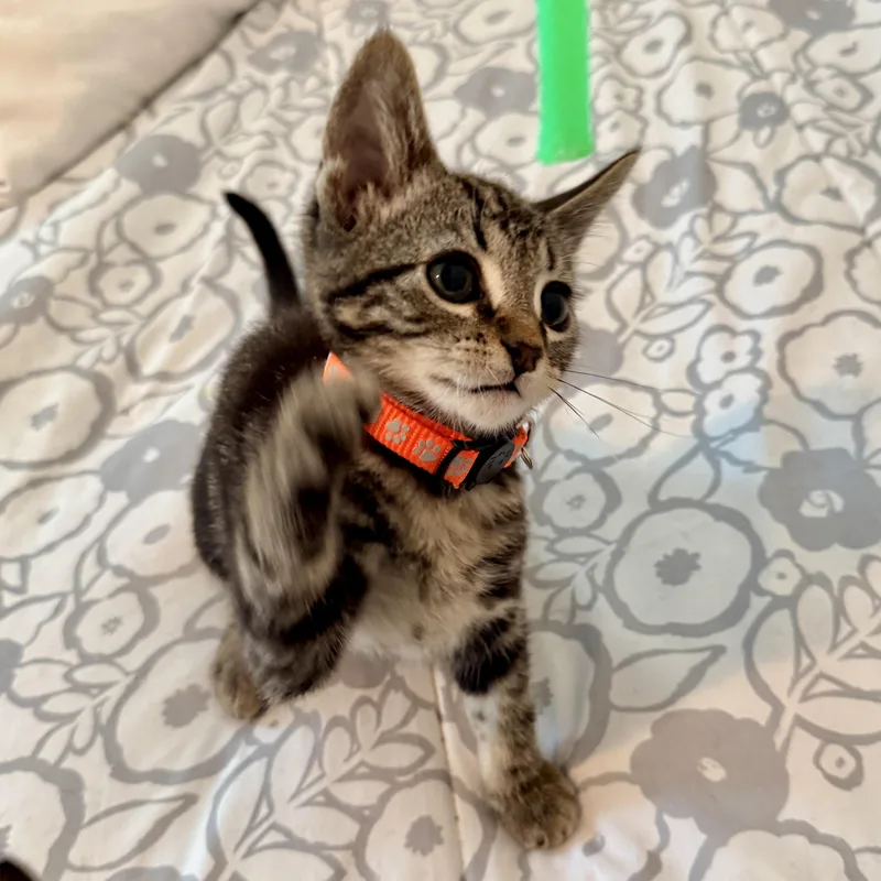 A baby small-sized male Tabby (Brown / Chocolate) Domestic Short Hair cat named Huckleberry for adoption in Richmond, VA