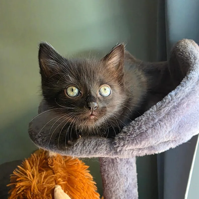 A baby small-sized male Black Domestic Short Hair cat named Miguel for adoption in Normal, IL