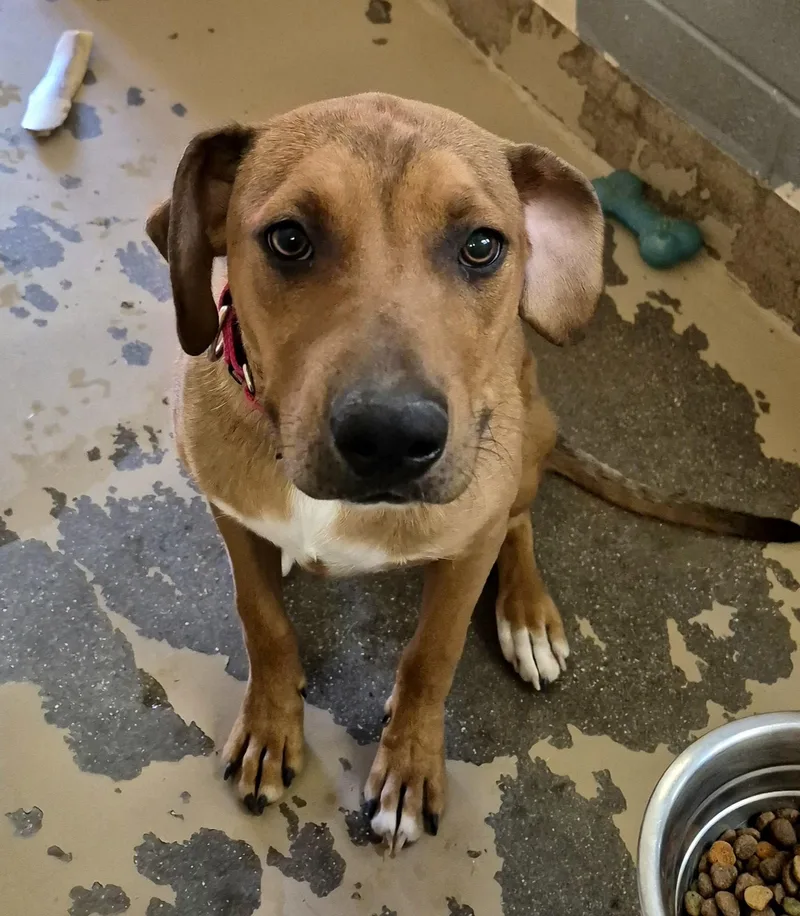 A young large-sized male Brown / Chocolate Australian Shepherd dog named Doofy for adoption in Sierra Vista, AZ