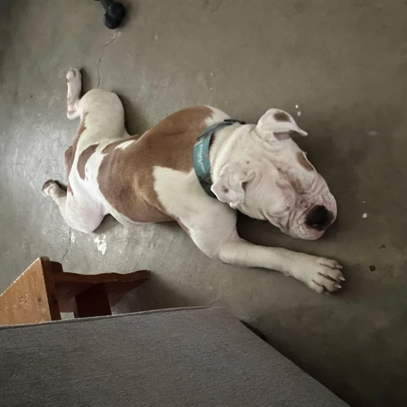 A young large-sized female Golden American Bulldog dog named Rue Rue for adoption in Houston, TX