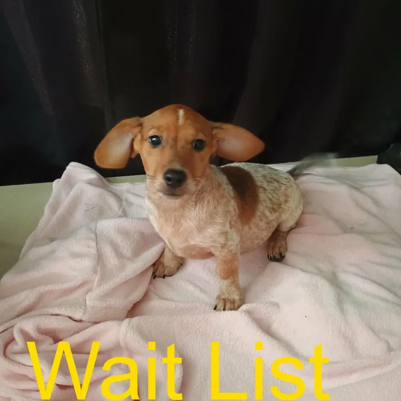 A baby small-sized male White / Cream Dachshund dog named Rain for adoption in Livingston, TX