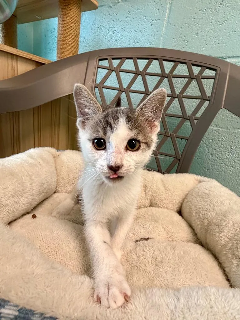 A baby small-sized male Domestic Short Hair cat named Rocky Road for adoption in Cape Coral, FL
