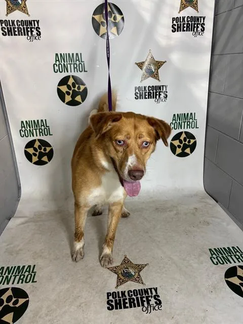 An adult medium-sized female Australian Shepherd dog named Freya for adoption in Winter Haven, FL