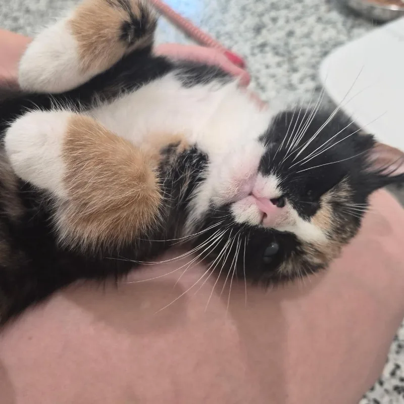 A baby small-sized female Calico Domestic Short Hair cat named Orchid for adoption in Chapel Hill, NC