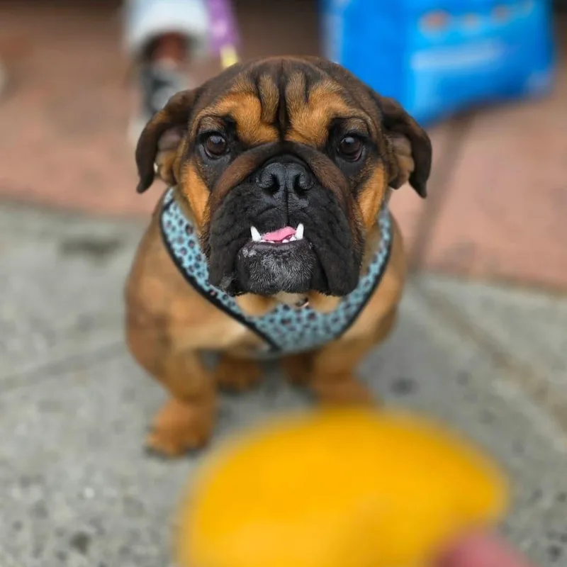 A young small-sized female English Bulldog dog named Fiona for adoption in Hamilton, NJ