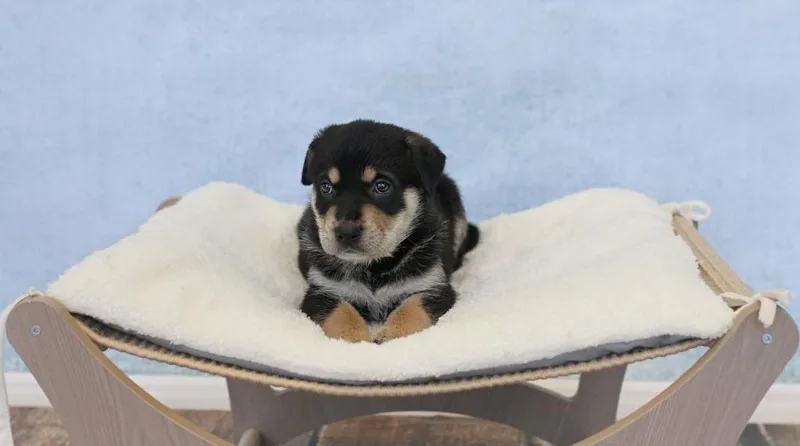 Ethel thumbnail 3