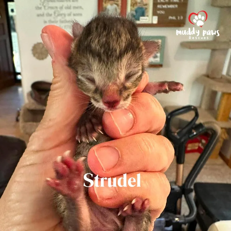 Strudel