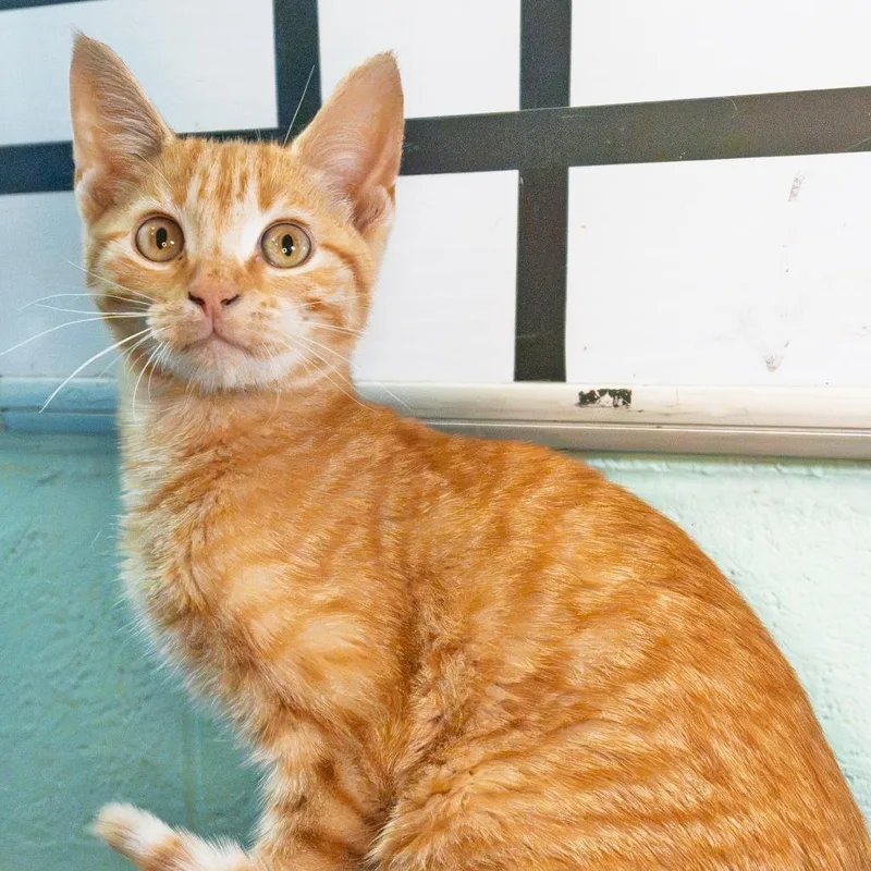 A baby small-sized male Orange / Red Domestic Short Hair cat named Sunbeam for adoption in South Elgin, IL