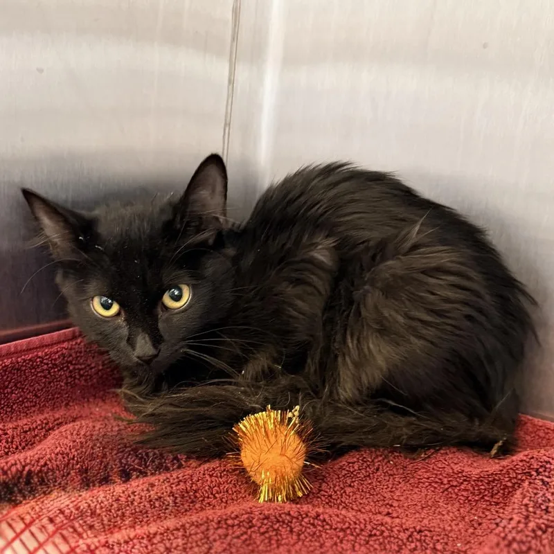 A young small-sized male Black Domestic Medium Hair cat named PineSol for adoption in Palm Springs, CA