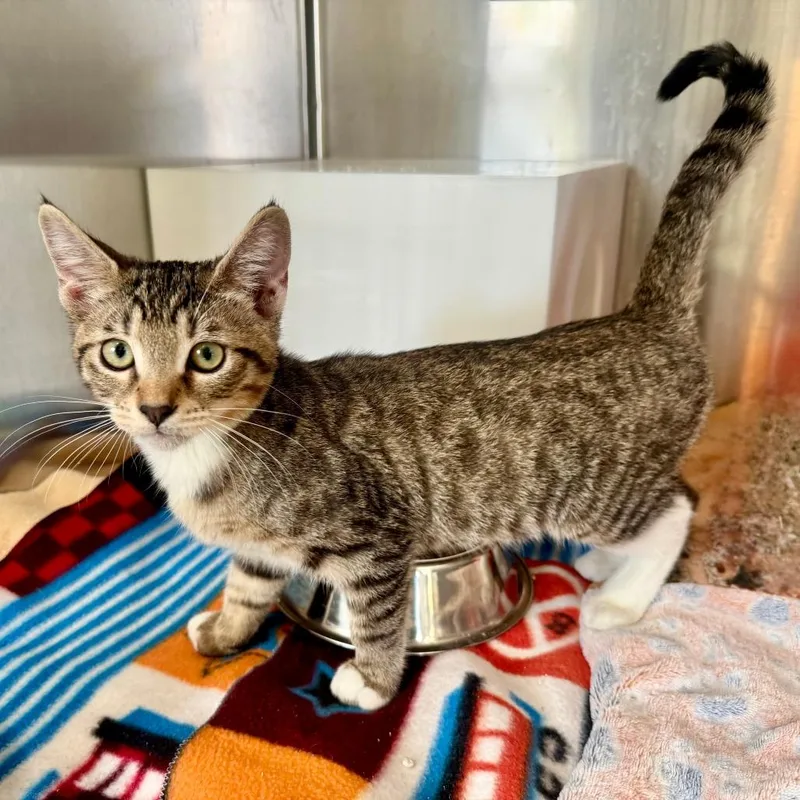 A baby small-sized female Domestic Short Hair cat named Ethmoid for adoption in Los Angeles, CA