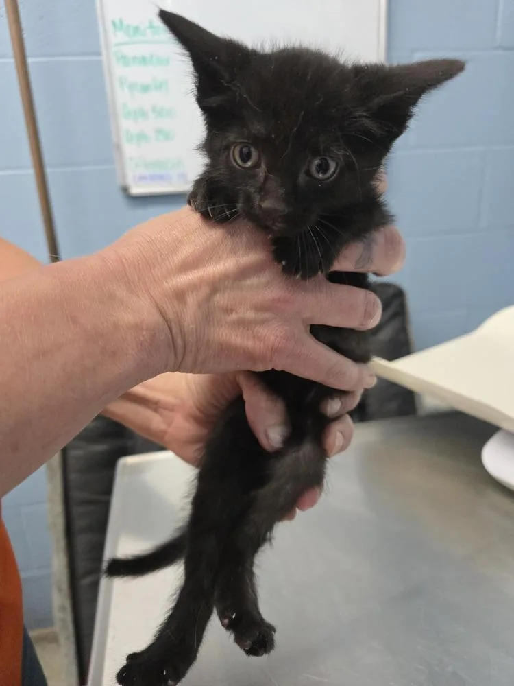 A baby small-sized male Black Domestic Short Hair cat named Publix for adoption in Evansville, IN
