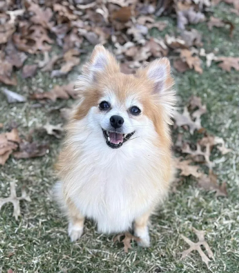 A young small-sized female Red / Chestnut / Orange Pomeranian dog named Pookie for adoption in Toledo, OH