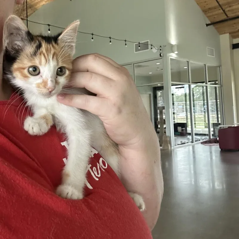 A baby small-sized female White Domestic Short Hair cat named Himalia for adoption in Leander, TX