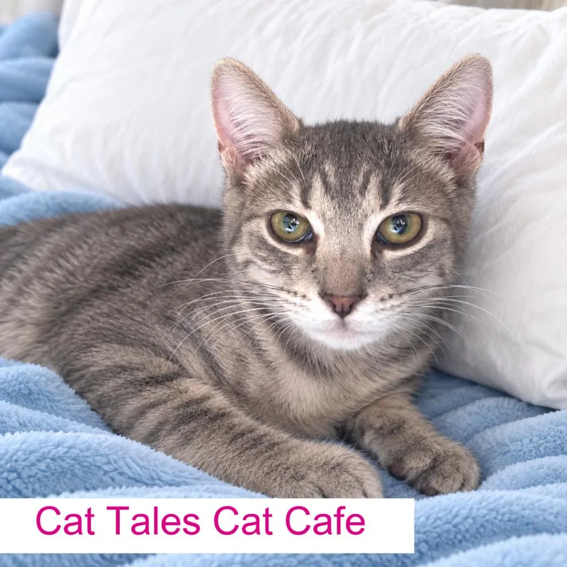 A young medium-sized male Gray / Blue / Silver Domestic Short Hair cat named Chase for adoption in Chapel Hill, NC