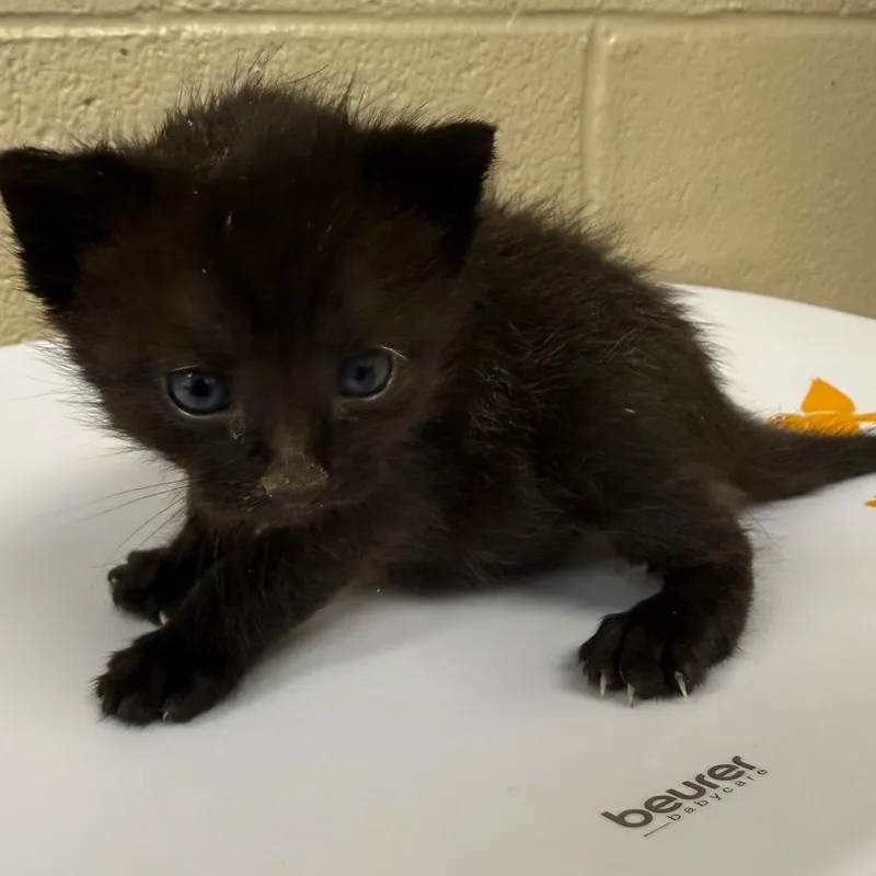 A baby small-sized male Black Domestic Short Hair cat named Chalupa for adoption in Troy, VA