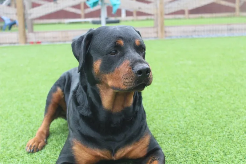 An adult large-sized female Bicolor Rottweiler dog named Raelynn for adoption in Chestertown, MD