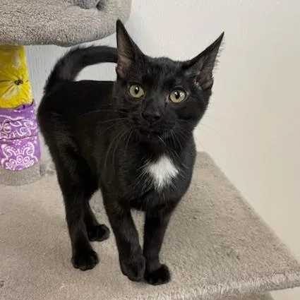 A baby small-sized male Black Domestic Short Hair cat named Samsonite for adoption in Rexburg, ID