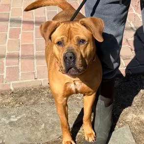 An adult medium-sized female Yellow / Tan / Blond / Fawn Pit Bull Terrier dog named Diamond for adoption in Oceanside, NY
