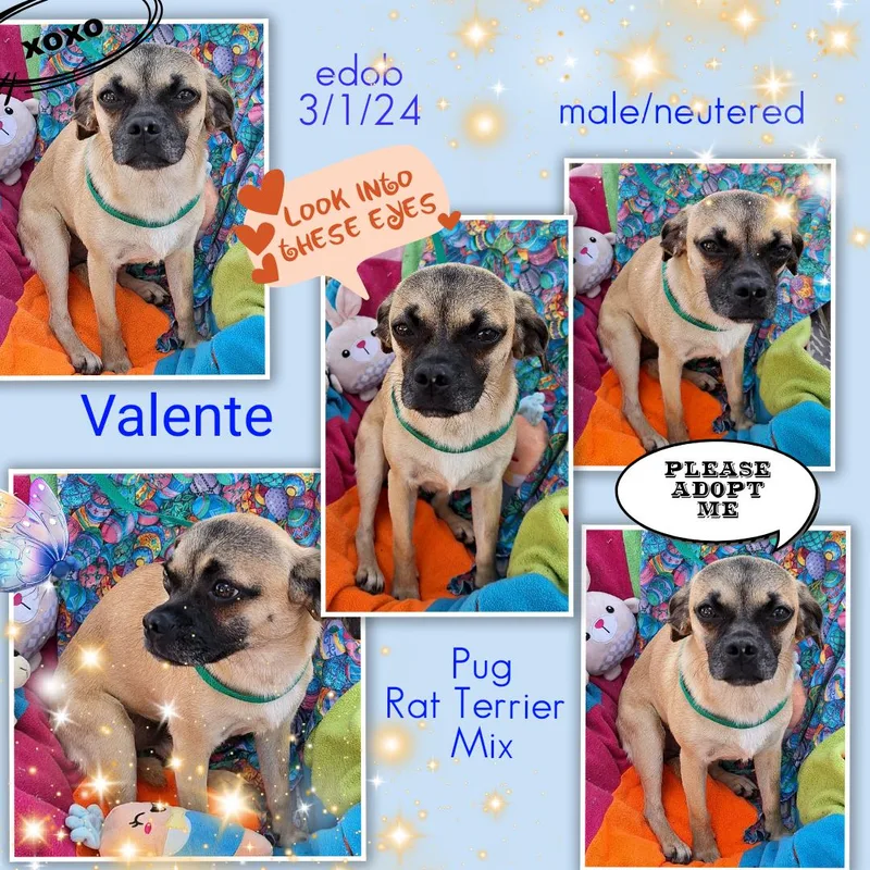 An adult small-sized male Yellow / Tan / Blond / Fawn Pug dog named Valente BRT for adoption in Missouri City, TX