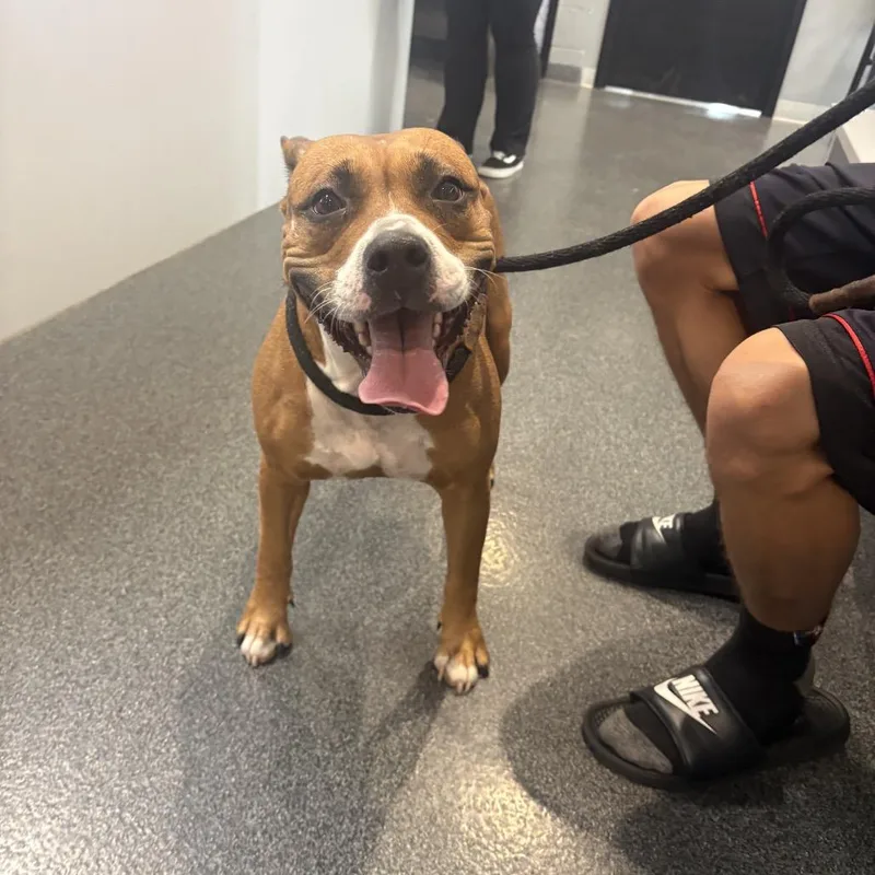 An adult medium-sized female Yellow / Tan / Blond / Fawn Mixed Breed dog named Pumpkin for adoption in Allentown, PA