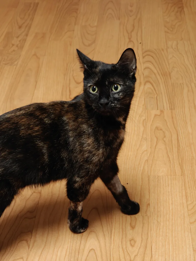 A young medium-sized female Tortoiseshell Domestic Short Hair cat named Marigold for adoption in New Britain, CT