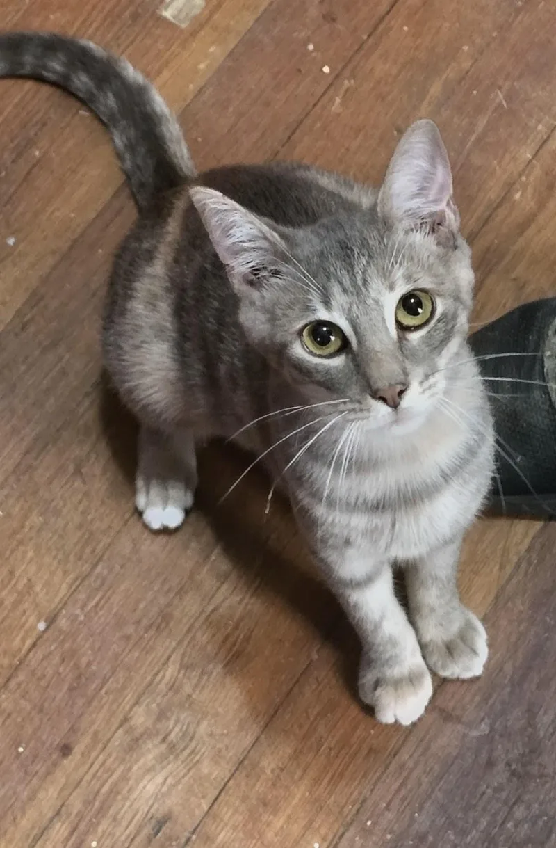 A young small-sized female Dilute Tortoiseshell Domestic Short Hair cat named Flash for adoption in Greensburg, PA