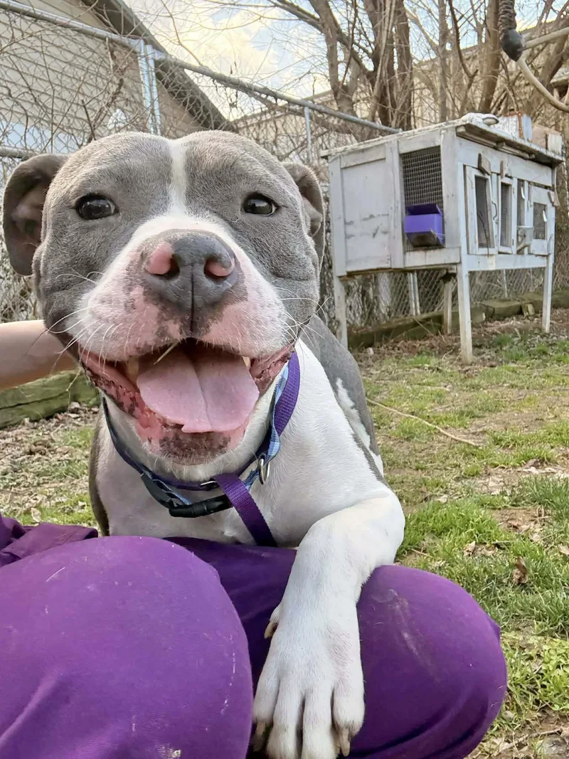An adult medium-sized female Pit Bull Terrier dog named Gigi for adoption in Manchester, CT